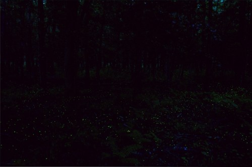 A dark forest illuminated by numerous glowing fireflies, creating a magical, ethereal atmosphere.