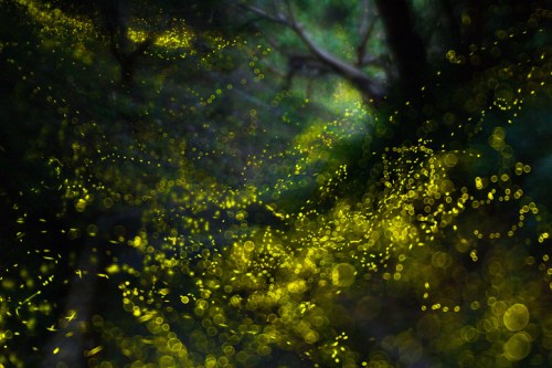A magical scene of glowing fireflies illuminating a dark forest path, creating a dreamy, ethereal atmosphere.