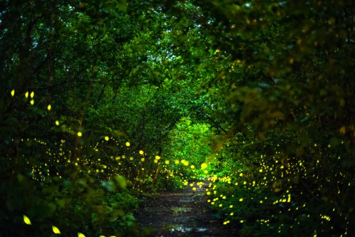 A serene forest path illuminated by glowing fireflies, surrounded by lush green foliage.