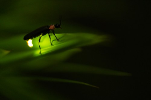 A glowing firefly perched on a green leaf in a dark setting, illuminating its surroundings with a soft light.
