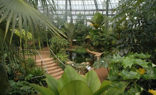 Lush indoor garden with tropical plants, a small pond, and winding pathways under a glass roof.