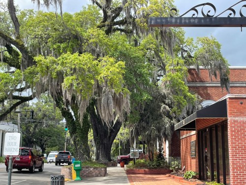 A street scene featuring a large tree with Spanish moss, brick buildings, and parked cars under a cloudy sky.