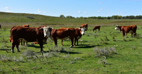 cows in a field in north dakota on a sunny day