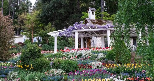 A charming house surrounded by vibrant flower gardens, featuring colorful tulips and wisteria draping from a pergola.
