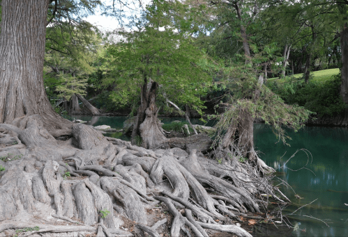 A serene riverbank scene featuring trees with exposed roots and lush greenery reflecting in the water.