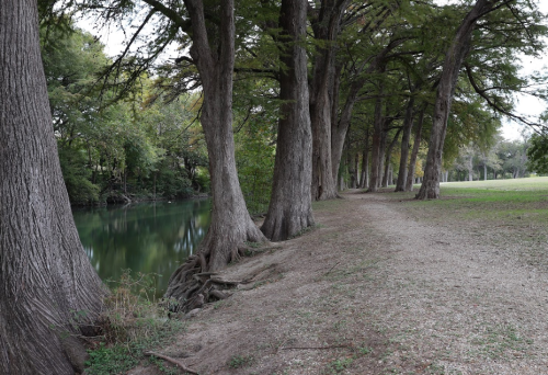 A serene riverside scene with tall trees lining a gravel path beside calm water.