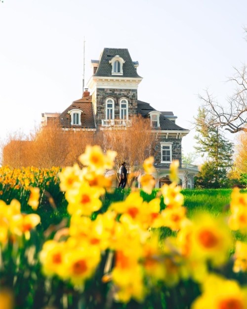 A historic house surrounded by vibrant yellow daffodils under a clear sky.