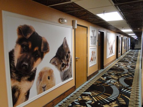 A hallway with large animal portraits, featuring a puppy, kitten, and other small animals on the walls.