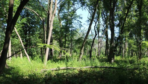 Lush green forest with tall trees and sunlight filtering through the leaves, creating a serene natural atmosphere.