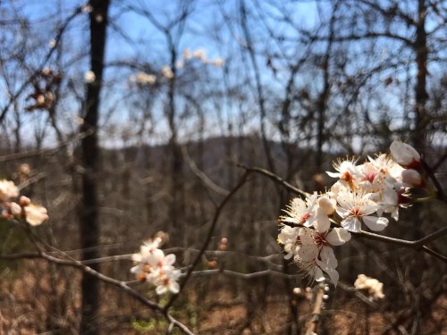 Blossoming white flowers on a branch in a wooded area, with a blurred background of trees and a blue sky.
