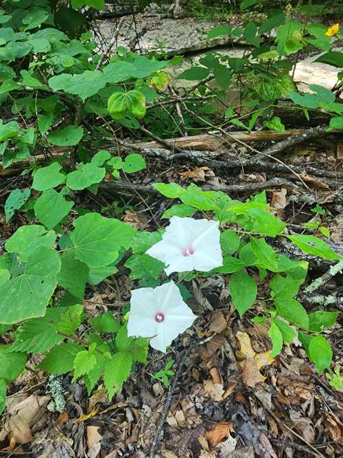 Two large white flowers bloom among green leaves and fallen branches in a wooded area.