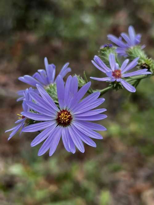 A close-up of purple flowers with long petals and a yellow center, set against a blurred green background.