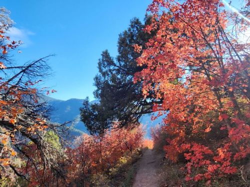 A scenic trail surrounded by vibrant red and orange autumn foliage under a clear blue sky.