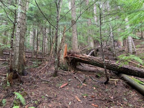 A forest scene with tall trees, fallen logs, and dense underbrush, showcasing a natural, wooded environment.