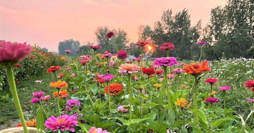 A vibrant field of colorful flowers at sunset, with pink, orange, and purple blooms against a soft, glowing sky.