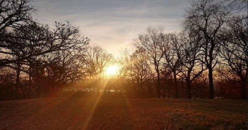 Sunset over a park, with silhouetted trees and a warm glow illuminating the sky.