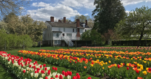 A historic house surrounded by vibrant tulip gardens in full bloom under a blue sky with fluffy clouds.