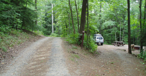 A gravel road splits into two paths, with a parked car and a picnic area surrounded by lush green trees.