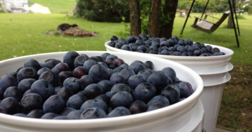 Two white buckets filled with fresh blueberries, set against a green grassy background.