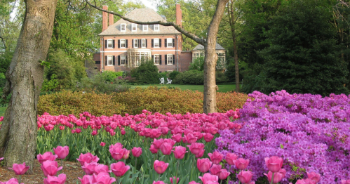 A beautiful garden filled with pink tulips and azaleas, with a large brick house in the background surrounded by greenery.