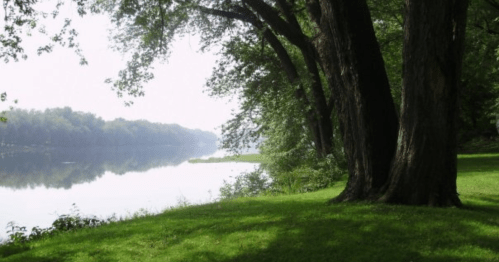 A serene lakeside scene with lush green grass and tall trees reflecting on the calm water.