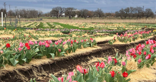 A vibrant field of pink and red tulips surrounded by straw, under a cloudy sky.