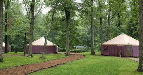Two purple yurts nestled among lush green trees in a forested area, with a gravel path leading through the grass.