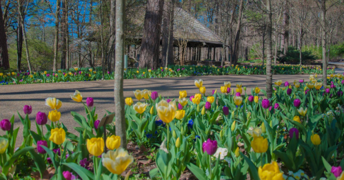 A vibrant garden path lined with colorful tulips in yellow, pink, and purple, with a rustic pavilion in the background.