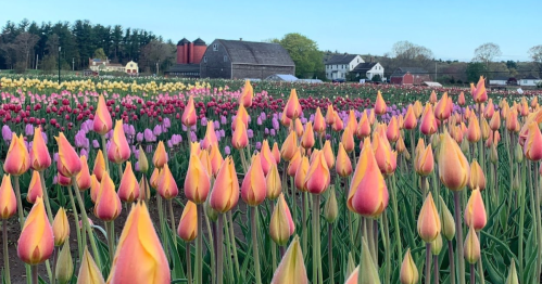 A vibrant field of tulips in various colors, with a rustic barn and trees in the background under a clear blue sky.