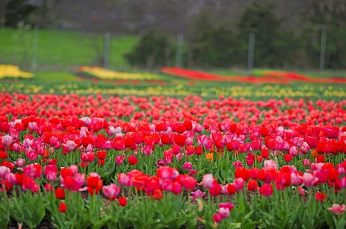 A gorgeous flower farm with rows and rows of red and pink tulips with other colorful flowers in the background
