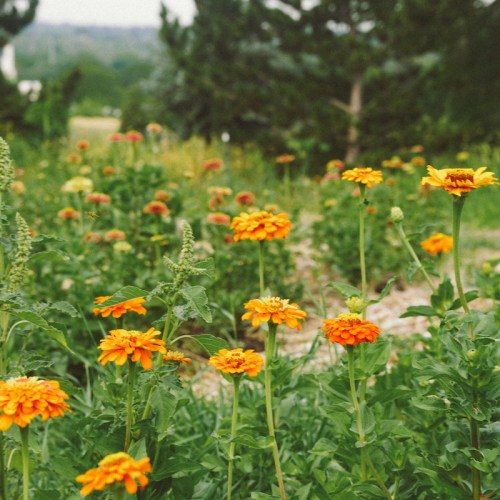 A vibrant field of orange flowers surrounded by green foliage and trees in the background.
