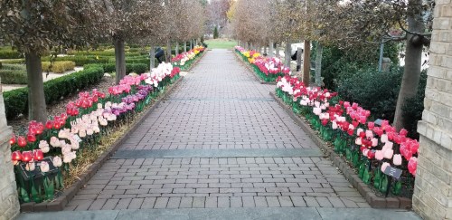 A paved pathway lined with colorful flower beds, featuring vibrant tulips on either side.