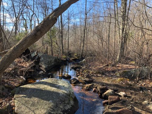 A serene forest scene featuring a small stream winding through bare trees and large rocks under a clear blue sky.