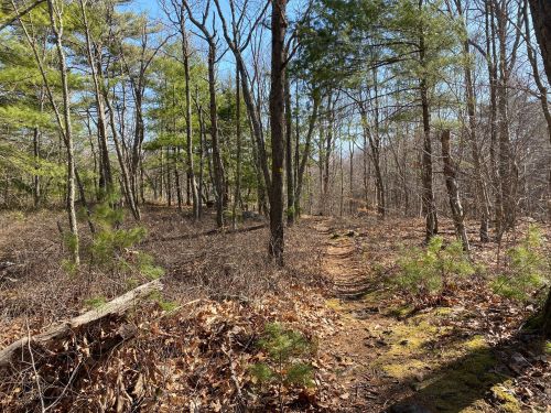 A wooded trail surrounded by trees and underbrush, with fallen leaves on the ground and a clear blue sky above.