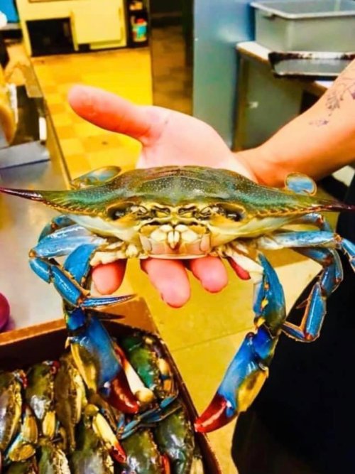 A person holds a large blue crab in their hand, showcasing its vibrant colors and distinctive features.