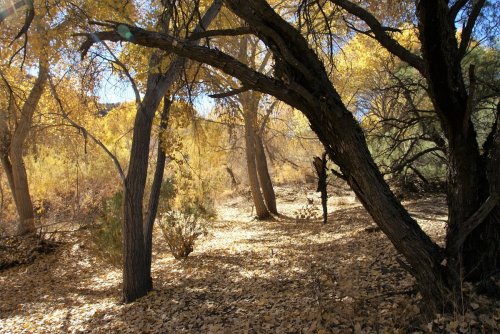 A serene forest scene with golden autumn leaves, sunlight filtering through trees, and a carpet of fallen leaves on the ground.