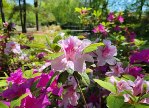 A close-up of pink and white azalea flowers surrounded by lush green leaves in a sunny garden setting.