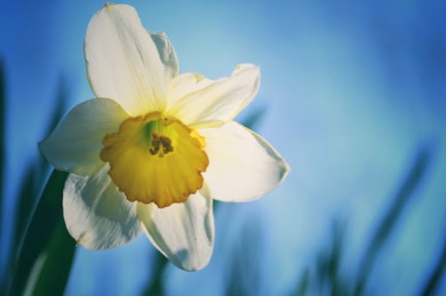 A close-up of a white daffodil with a yellow center, set against a soft blue background.