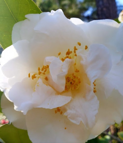 Close-up of a white flower with delicate petals and yellow stamens, surrounded by green leaves.