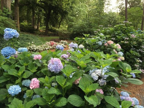 A lush garden filled with blooming hydrangeas in shades of blue and pink, surrounded by greenery and trees.