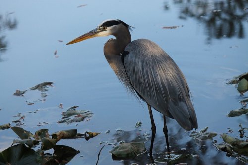 A heron stands gracefully in calm water, surrounded by lily pads and reflecting the serene environment.