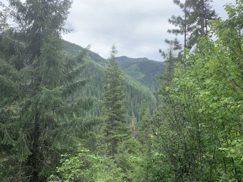 Lush green forest with tall trees and mountains in the background under a cloudy sky.