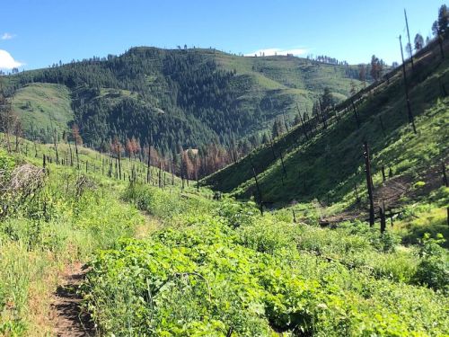 A lush green valley with rolling hills, scattered burnt trees, and a clear blue sky in the background.