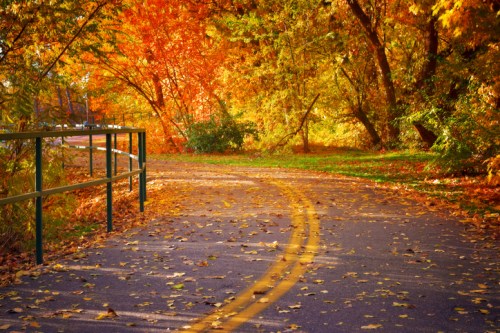 A winding path through a vibrant autumn forest, lined with colorful leaves and a green railing.