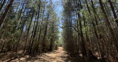 a wide path through the tall trees of the forest at hard labor creek state park in georgia