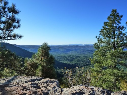 A panoramic view of lush green mountains under a clear blue sky, framed by pine trees in the foreground.
