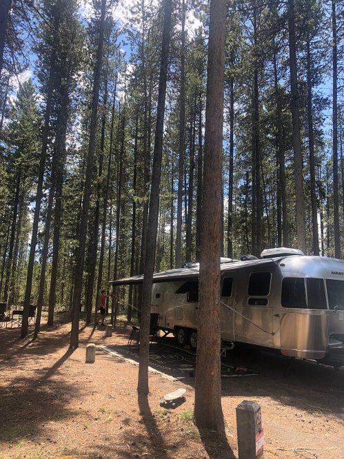 A silver Airstream trailer parked among tall pine trees in a forested campsite.