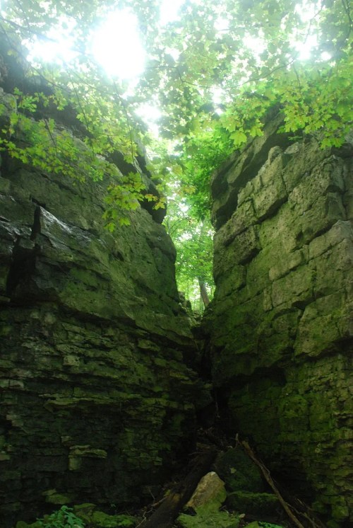 A narrow canyon surrounded by tall, moss-covered rock walls and lush green foliage above.