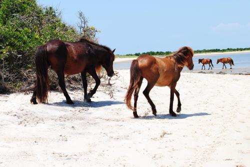 Two horses walk along a sandy beach, with a few more horses grazing in the background near the water.