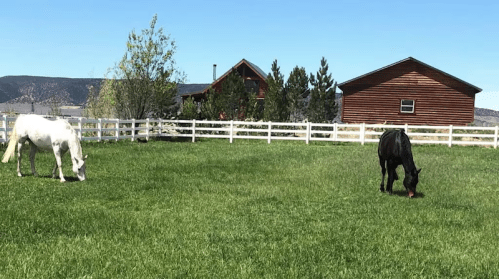Two horses graze in a green field near a wooden house and trees under a clear blue sky.